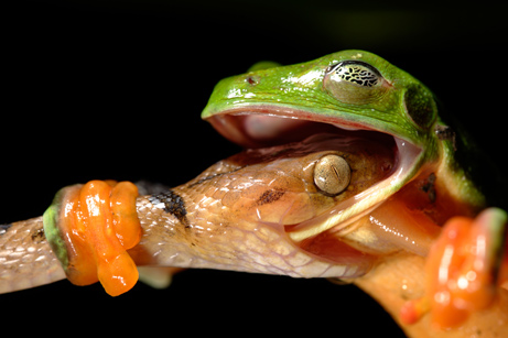 Frog vs Snake